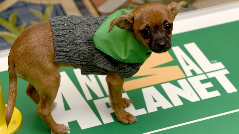How to Watch The Puppy Bowl Online