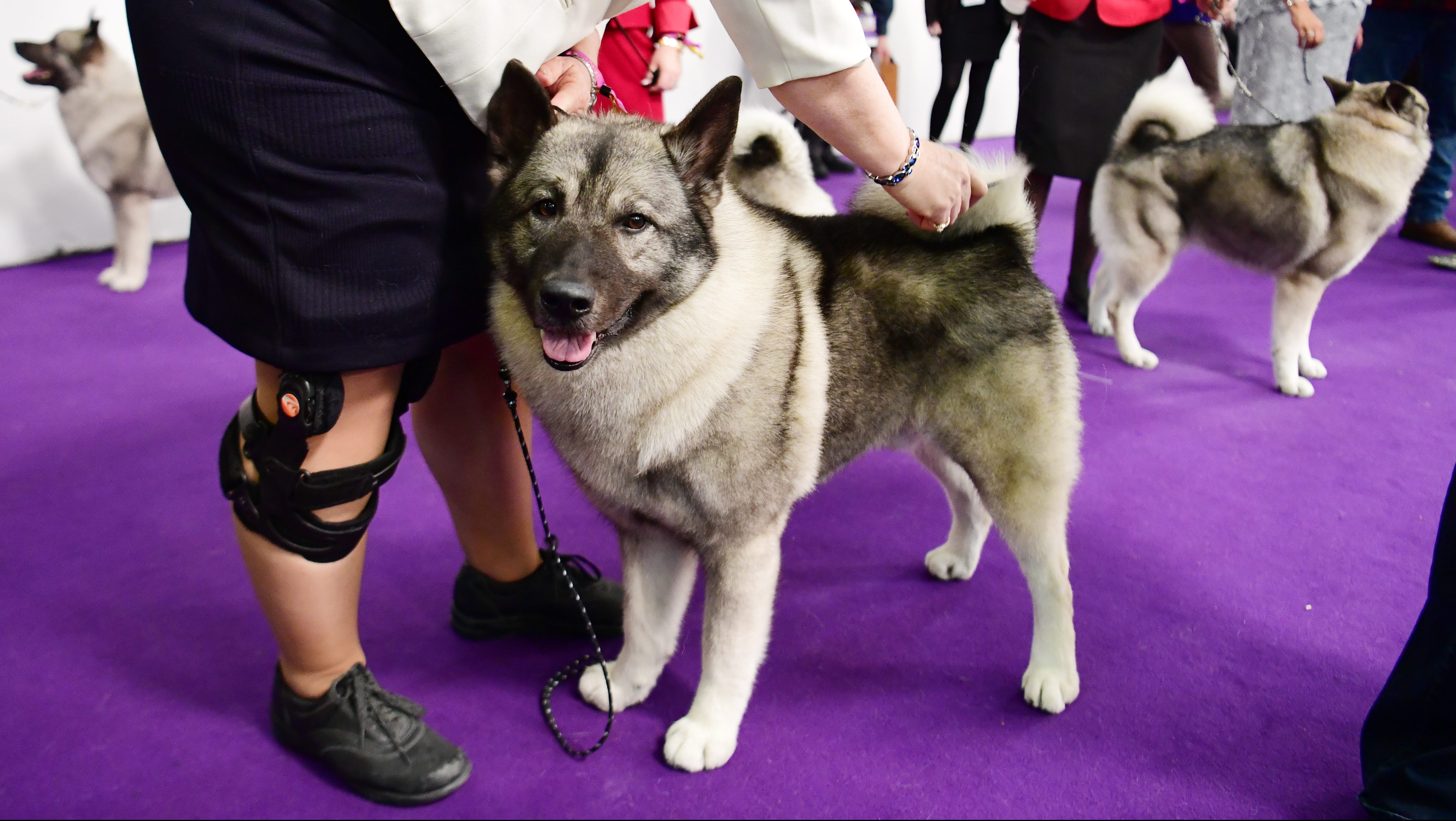 2019 westminster dog show