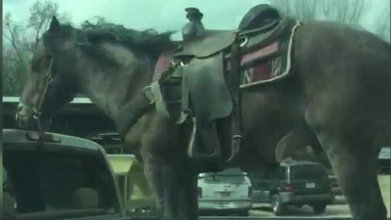 horse in truck