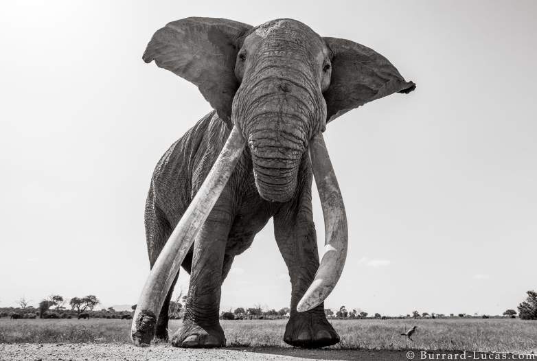 big tusker elephant