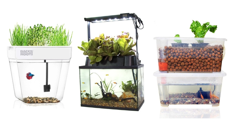 aquaponics fish tank plants