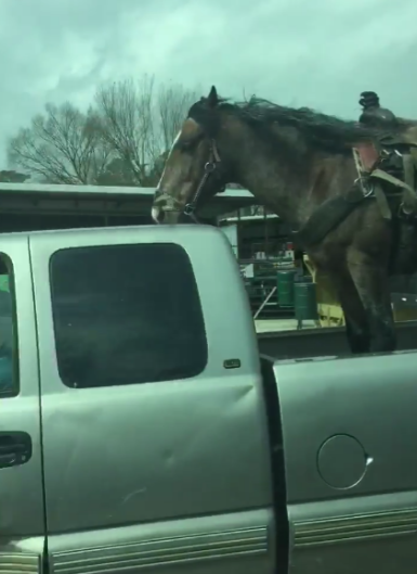 Watch: Texan Hauls Saddled Horse In Pick-up Truck [video] 