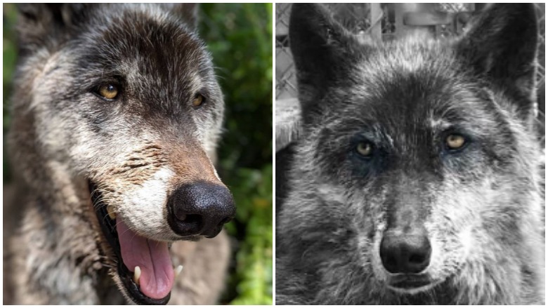 Yuki the Wolfdog