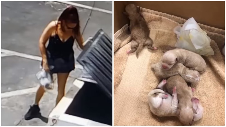 Woman Dumps Puppies