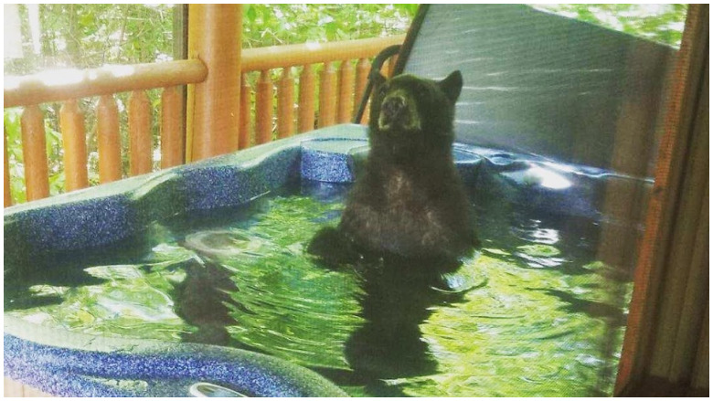bear in hot tub