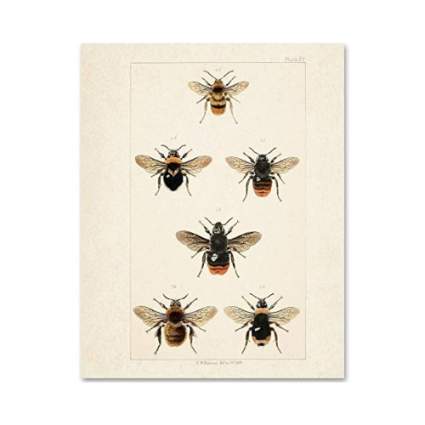 Bees - 11x14 Unframed Art Print