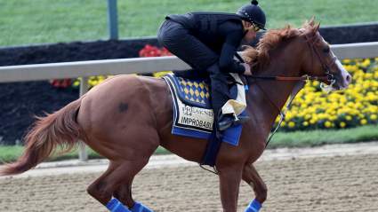 Preakness Picks 2019: Trifecta Prediction & Odds