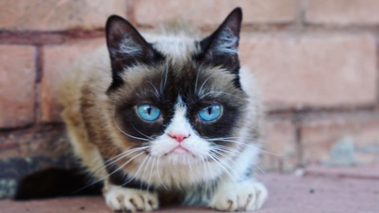 Could this grouchy Instagram star be the next Grumpy Cat?