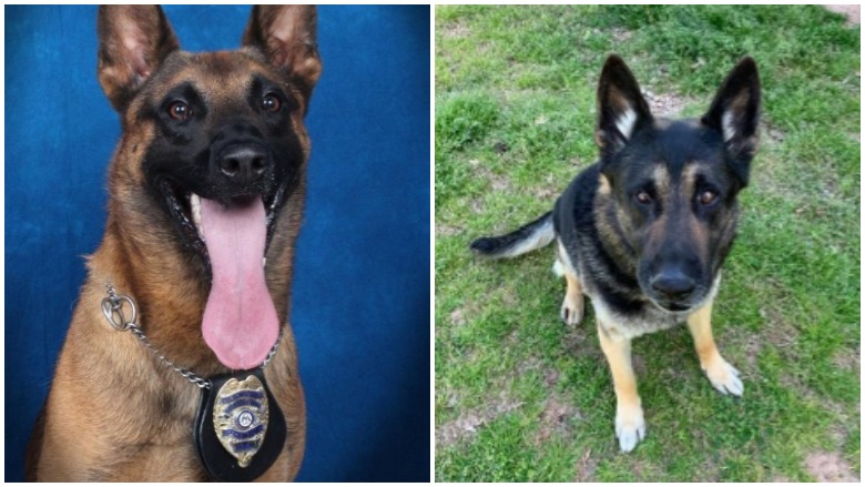 Tribute to Gwinnett County Georgia Police K9 Officers Eli & Eros ...