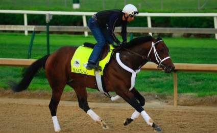 Haikal Horse: Why Isn’t He Racing? What Is His Injury?