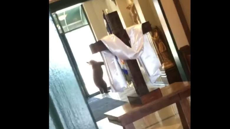 WATCH: Bear Trapped Inside Missouri Church
