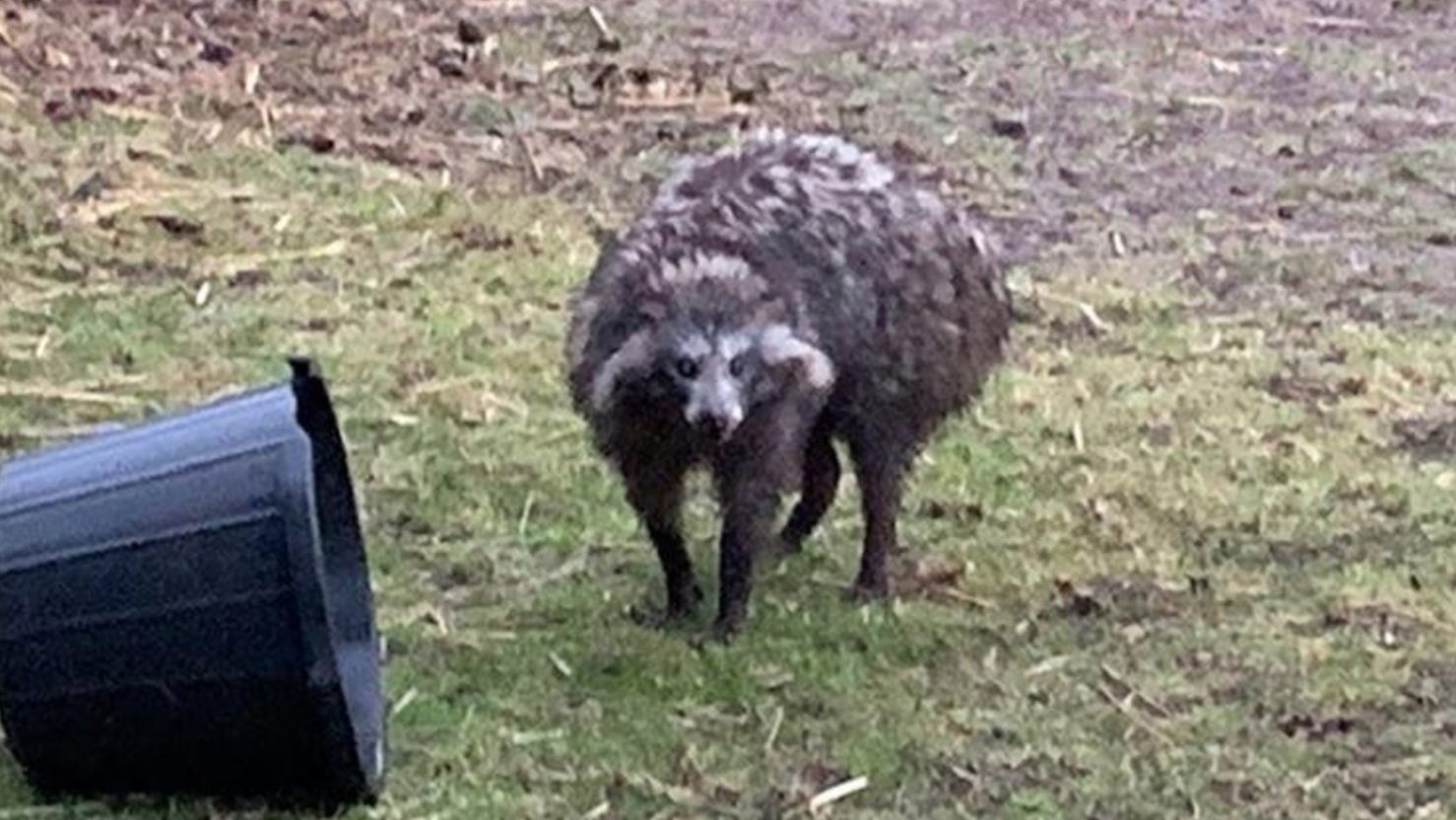 What is a Raccoon Dog? | Heavy.com