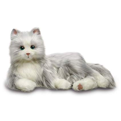 grey and white companion kitty