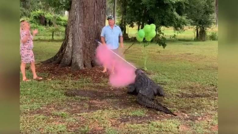 WATCH: Florida Gender Reveal via Pet Alligator