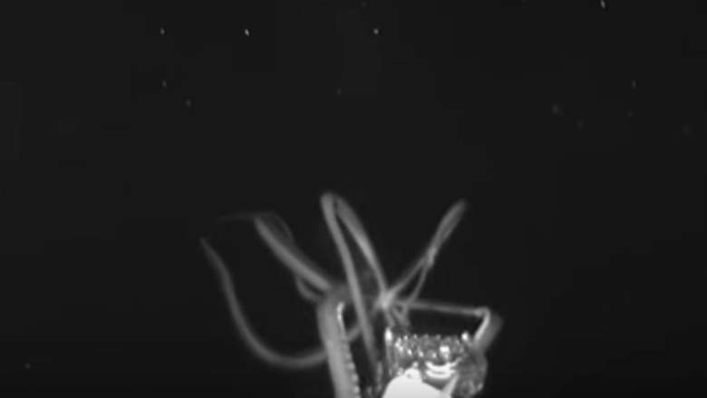 Giant Squid Video: Watch the Sea Creature in the Gulf of Mexico