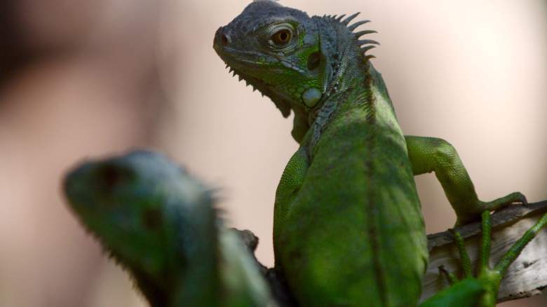 Green Iguanas: What You Need to Know about the Invasive Florida Reptile