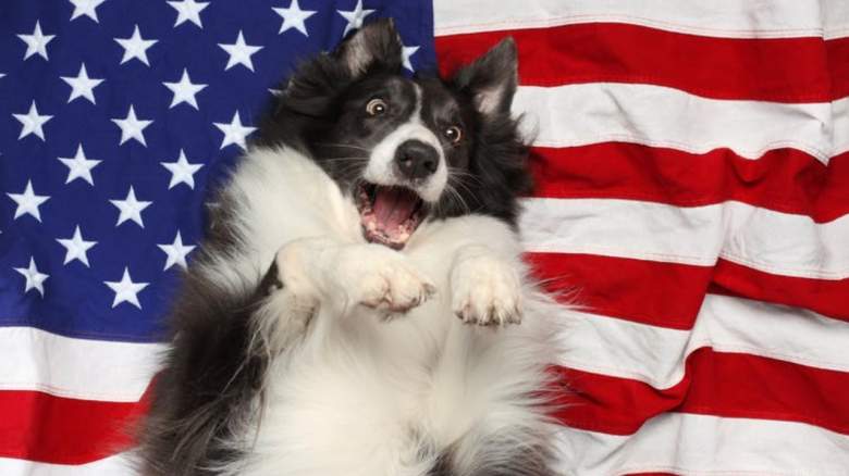 fourth of july dogs