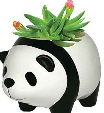 Amazon.com: Panda Gifts