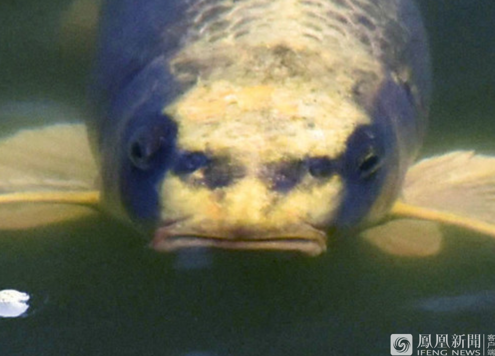 Watch Is Carp Fish With Human Face Video Real