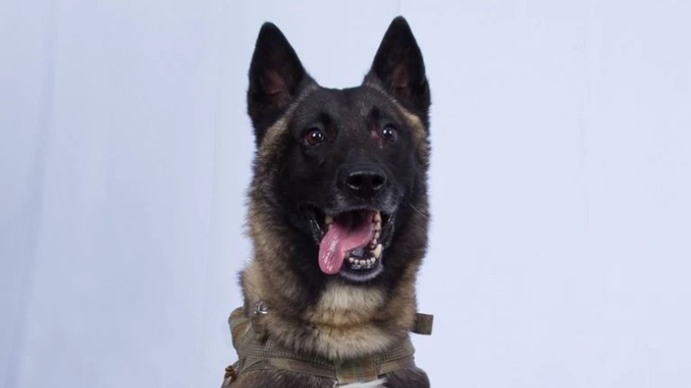 conan military dog