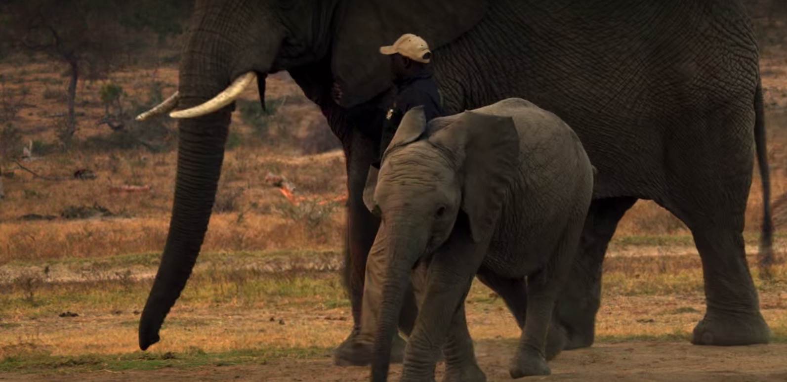 Where Was Netflix’s Holiday in the Wild Filmed? [PHOTOS]