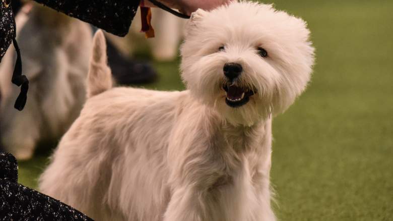 144th Westminster Kennel Club Dog Show 2020