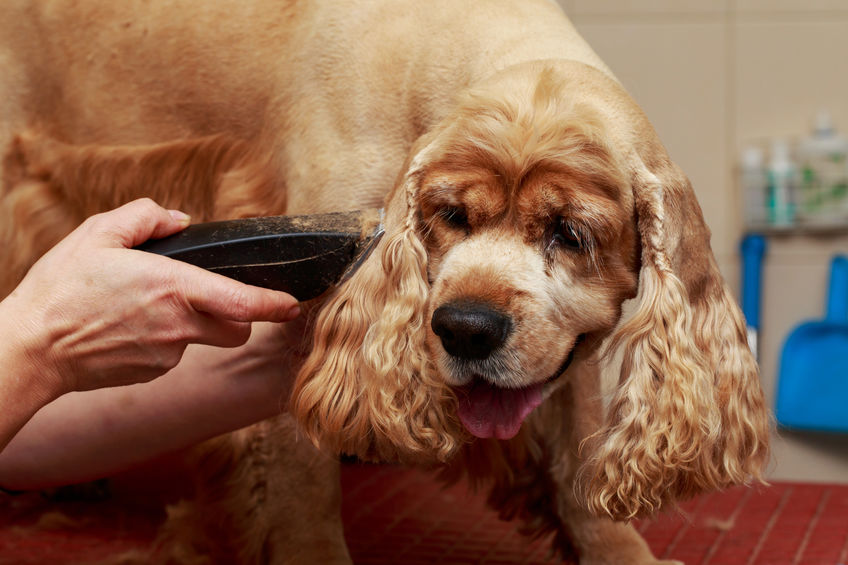 best buy dog clippers