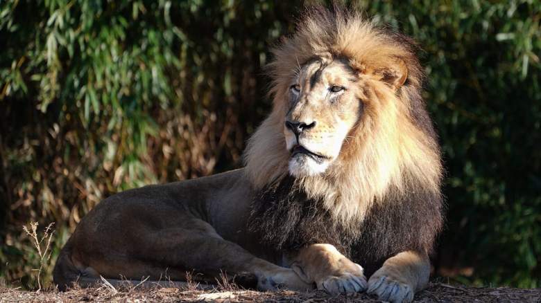 Watch Lions On Cincinnati Zoo Live Stream Heavy Com