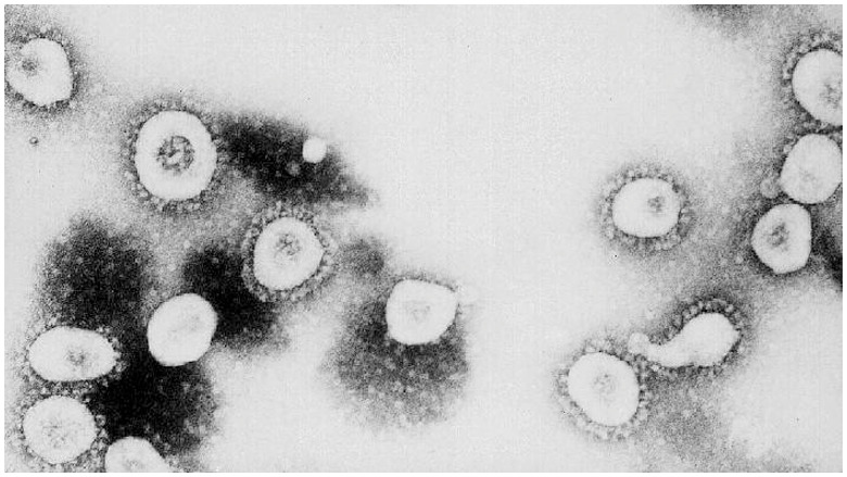 sylvia browne coronavirus