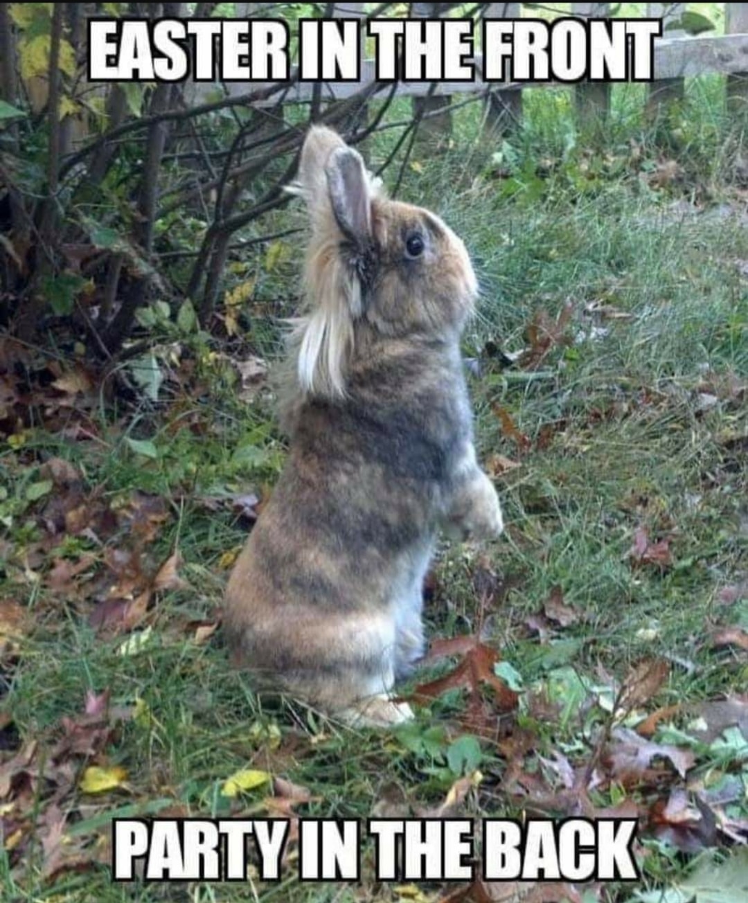 Tiger King' Easter Memes: Best Jokes To Share | Heavy.com