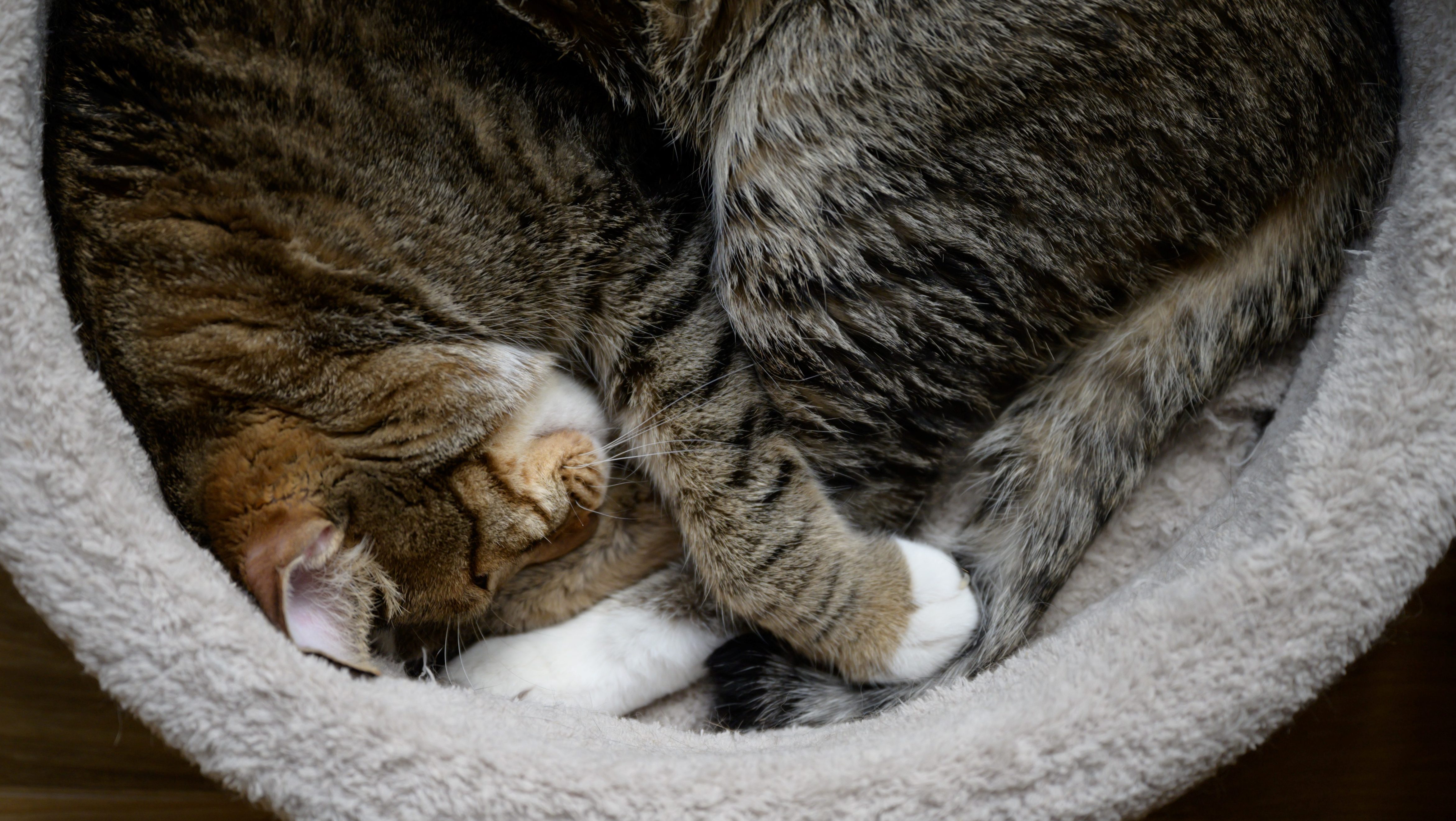 Can Cats Get Coronavirus or Spread It to People?