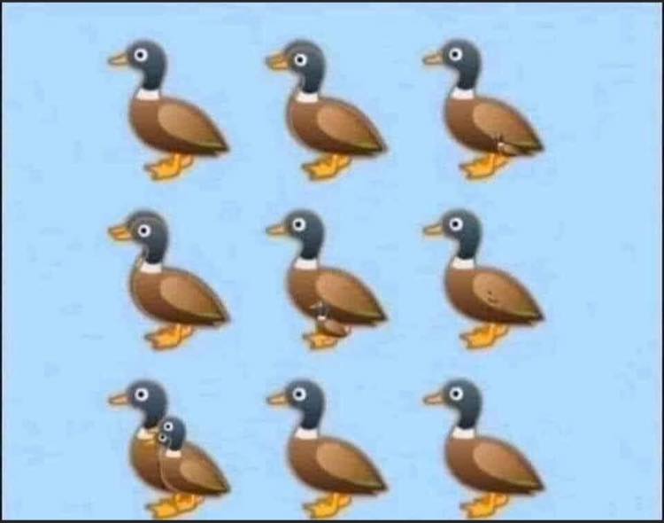 How Many Ducks Do You See? Answer to the Viral Riddle