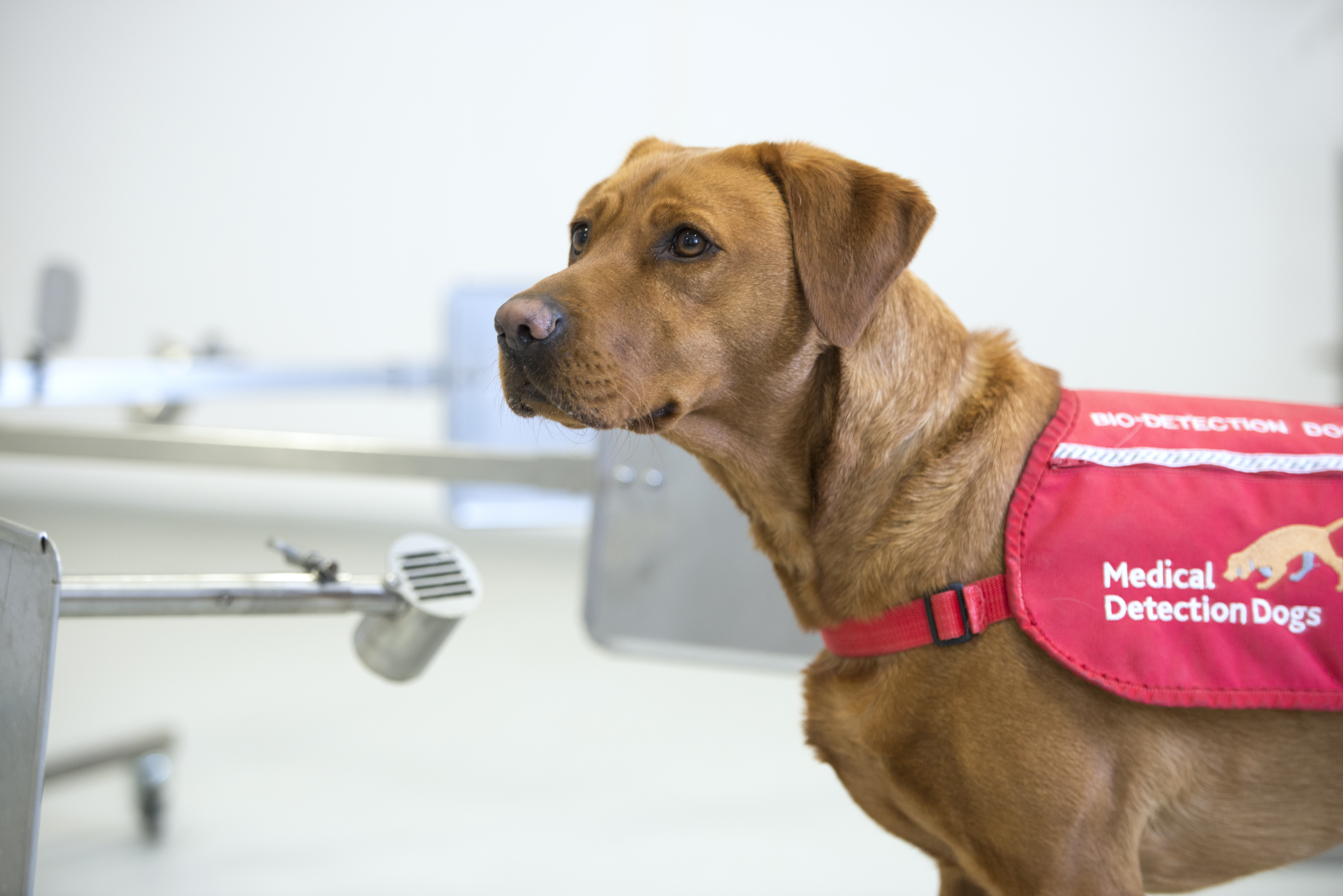 Trained Dogs Can Sniff Out Who Is Infected With COVID-19