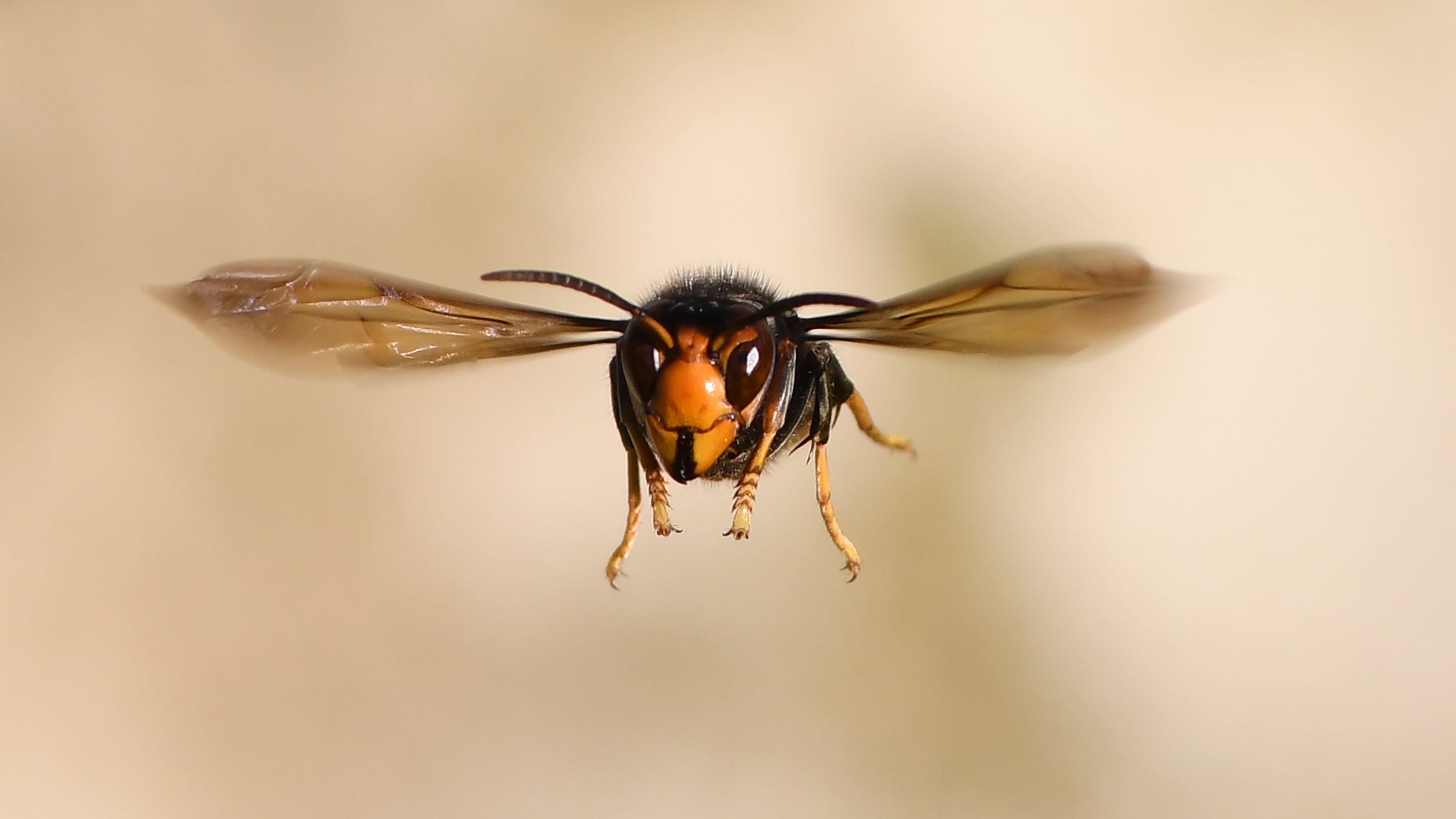 Man Dies From Asian Hornet Sting In Spain Heavy Com   GettyImages 1168329407 E1589299172224 