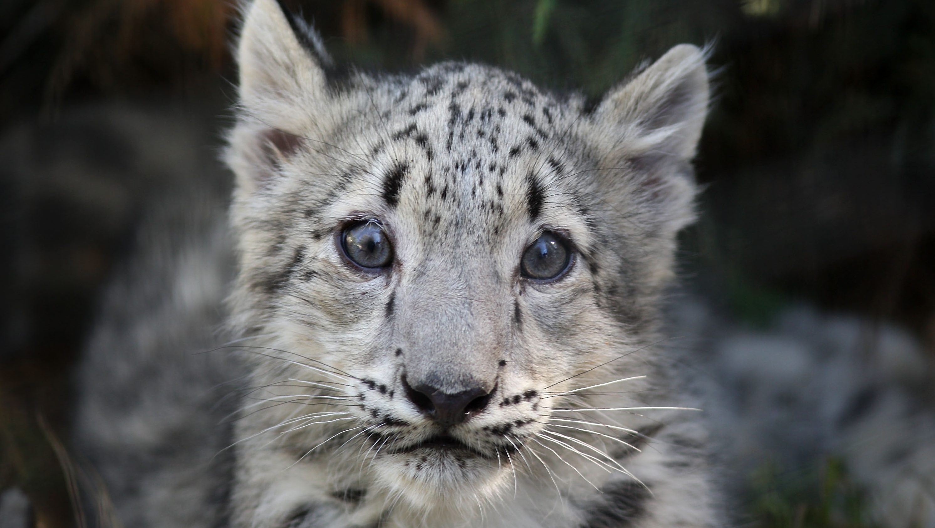 ‘How Can A Leopard Change Its Spots?’ Riddle: Answer Explained | QNewsHub