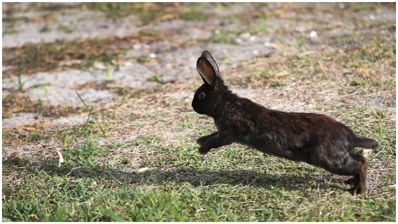 rabbit hemorrhagic disease virus, rabbit disease, calicivirus, rabbit epidemic, disease killing rabbits