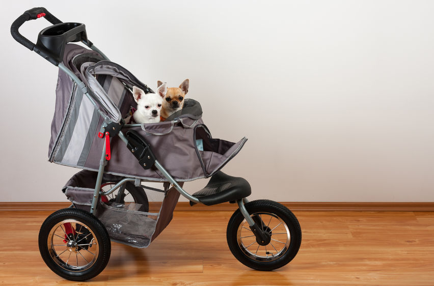 best stroller for walking with dogs