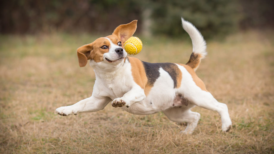 ball dog