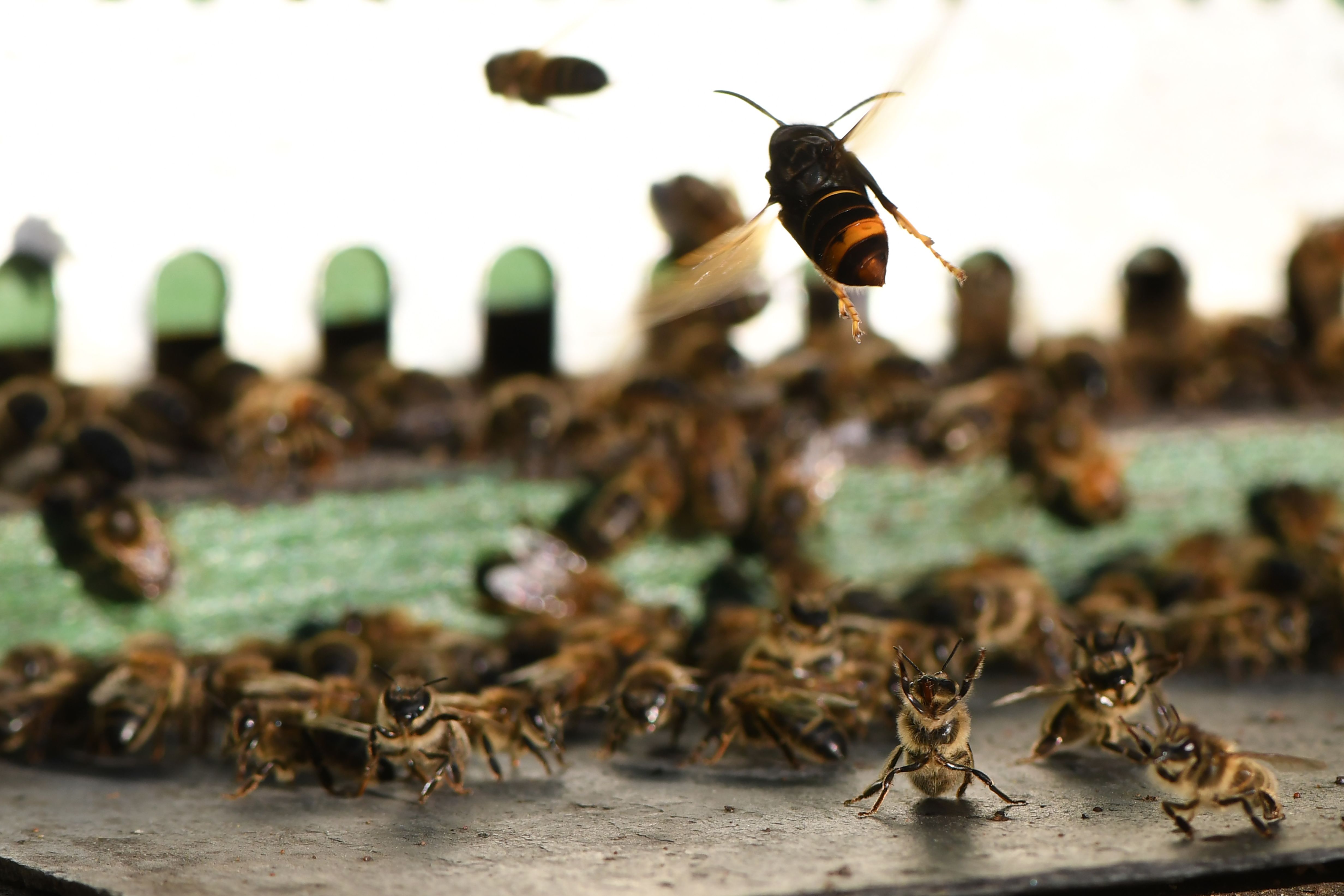 Murder Hornets: Asian Insect In America For The First Time