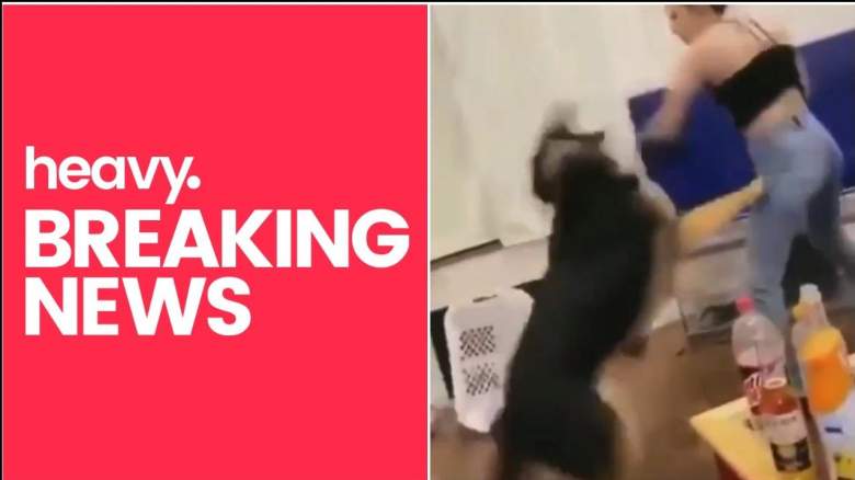 Woman Investigated for Animal Abuse After Boxing Dog | Heavy.com