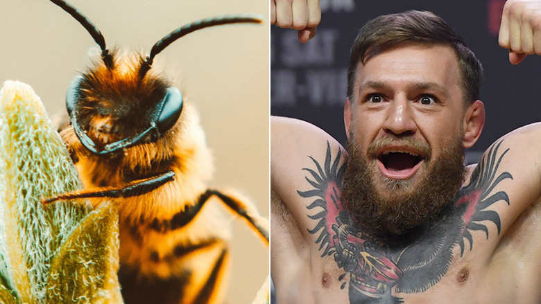 UFC's Conor McGregor right, Bumblebee left