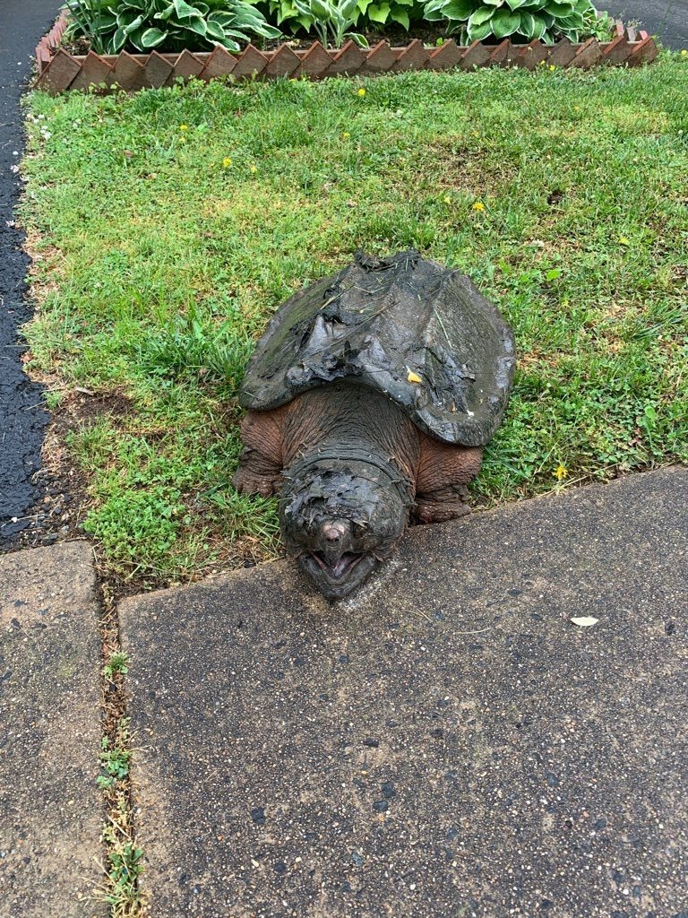 alligator snapping turtle fairfax county