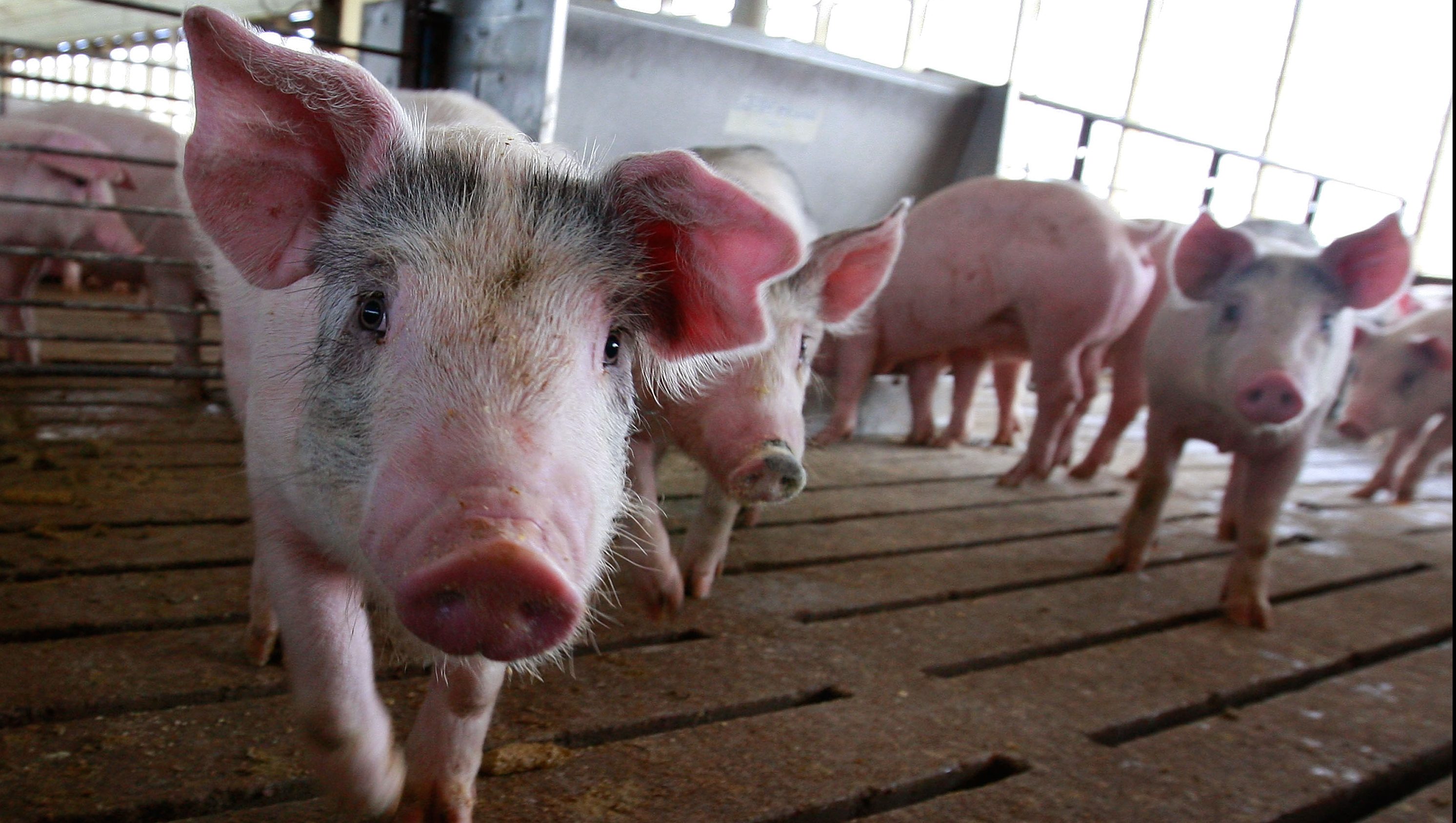 New Swine Flu in Chinese Pigs Has Pandemic Potential ...