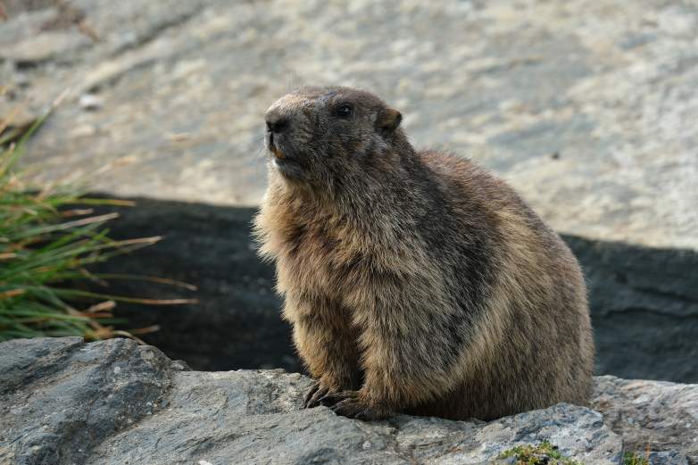 Bubonic Plague Marmot