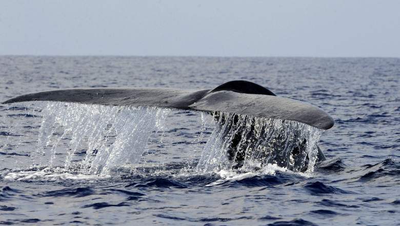 Blue Whale Challenge Jonathan Galindo Resurfacing Heavy Com - creepy whale roblox