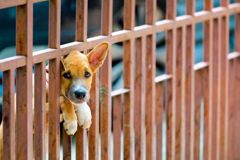 Dog behind fence for list
