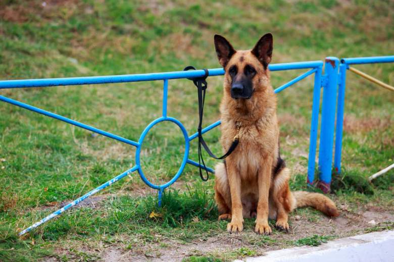 portabble dog fences