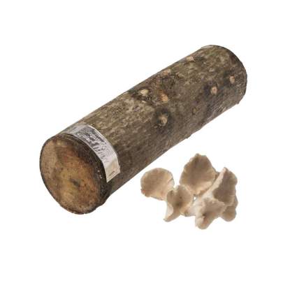 2funguys 12-Inch Oyster Mushroom Log