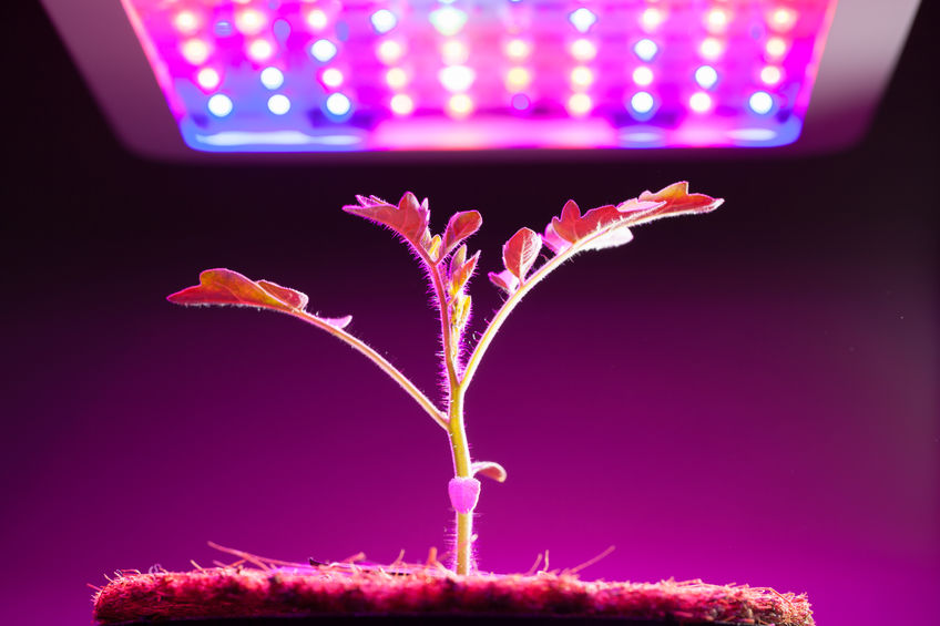 5 Best COB LED Grow Lights Your Buyer s Guide 2020