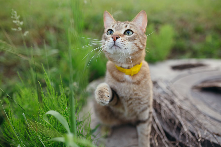 gps tracking for cats